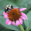 Bumble bee on Echinacea 