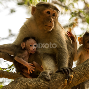 The Family Pose by Madhujith Venkatakrishna - Animals Other Mammals