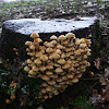 sulphur-cap mushrooms