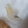 Carrot fly larvae