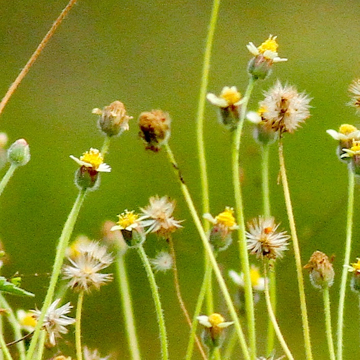 Coat Buttons • Tridax Daisy