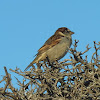 (Juvenile) House Sparrow