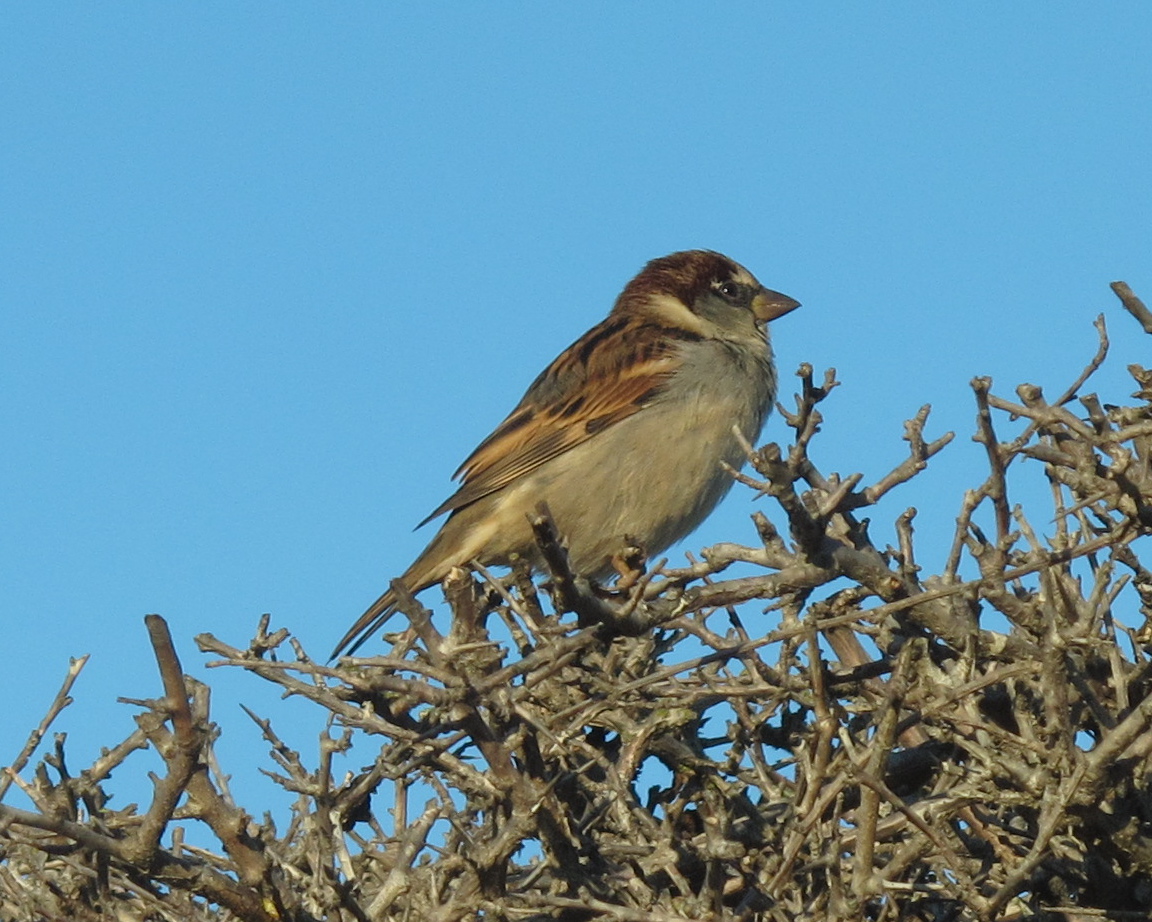 (Juvenile) House Sparrow