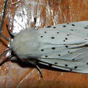 Muslin moth (female)