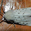 Muslin moth (female)