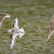 White-rumped Sandpipers (2) & Sanderling