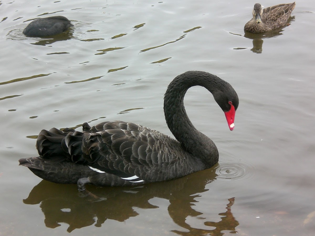 Black Swan