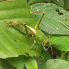 Large grasshopper