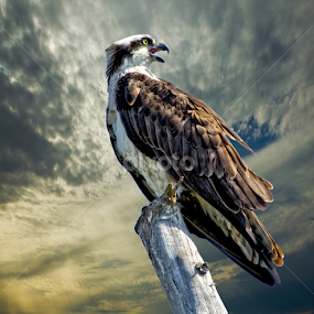 Osprey on a tree top by Sandy Scott - Digital Art Animals