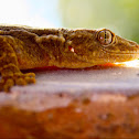 Common house gecko