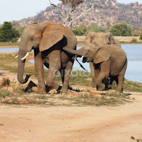 African Elephant by Piet  Grobler - Animals Other Mammals