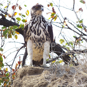 Eagle by Piet  Grobler - Animals Birds