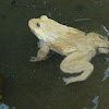 asian bullfrog
