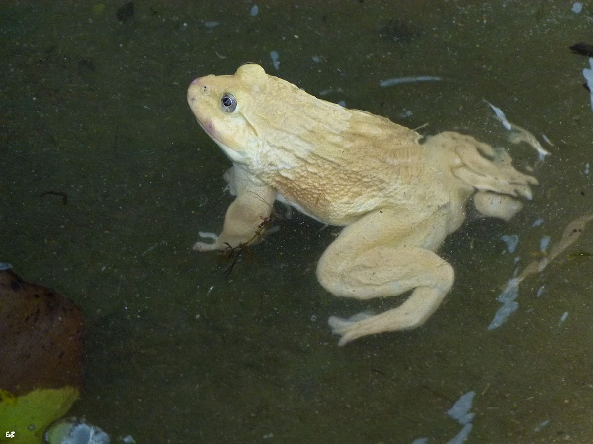 asian bullfrog