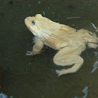 asian bullfrog