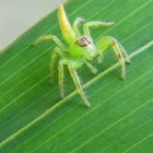 green jumping spider