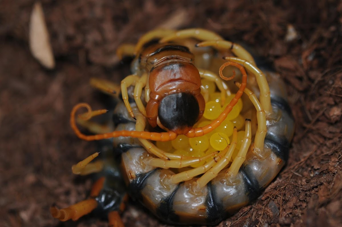 Arizona giant centipede (female with eggs)