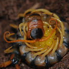 Arizona giant centipede (female with eggs)