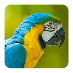 Cover Image of Download Bird Sounds 1.2 APK