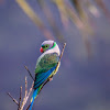 Blue-winged parakeet