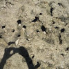 Equinoideos (Echinoidea). Erizos de mar y oricios