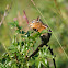 Red Tailed Chipmunk