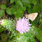 Tiny Skipper on a Thistle Flower