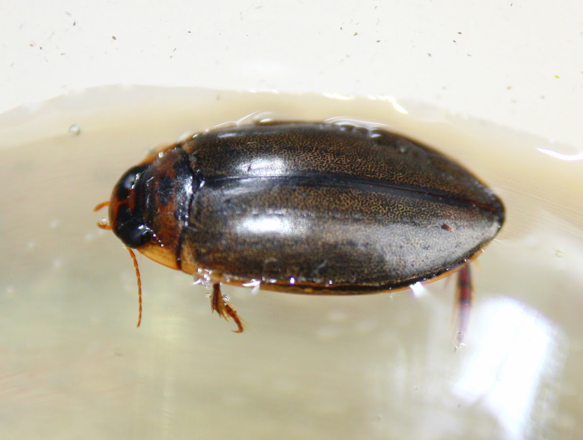 Predaceous diving beetle