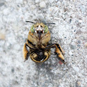 Green-eyed Bee