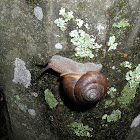 Common garden snail