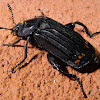 Red-lined Carrion Beetle