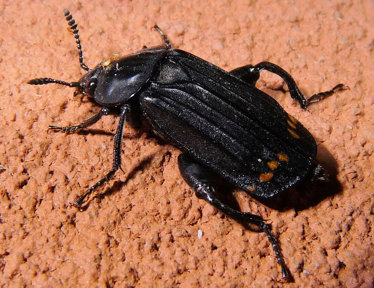 Red-lined Carrion Beetle
