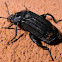 Red-lined Carrion Beetle