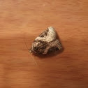 Some sort of moth