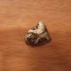 Some sort of moth