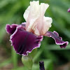 Tall Bearded Iris 'Sweeter Than Wine'