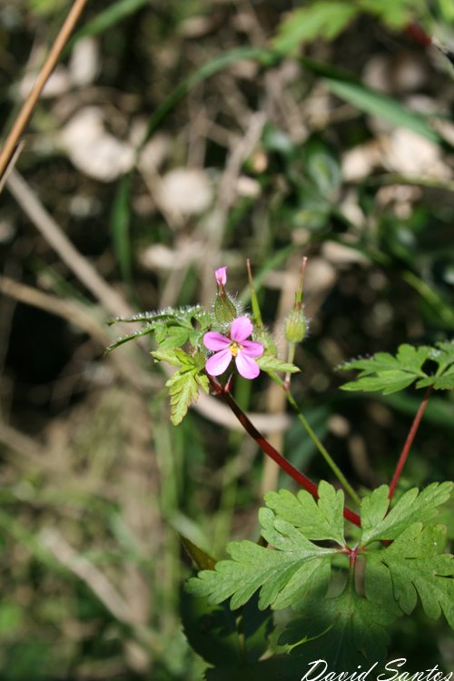 Herb Robert Project Noah