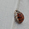 Asian lady beetle