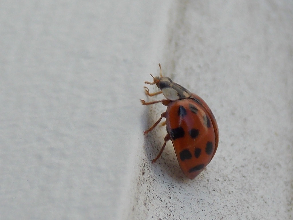 Asian lady beetle