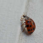 Asian lady beetle