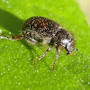 Small flower chafer