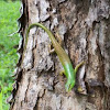 Philippine Spotted-Green Tree Skink 