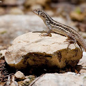 Pallid Curly-tailed Lizard