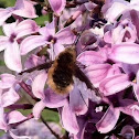 Large bee fly