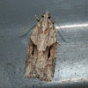 Tortricid Moth