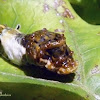 Heraclides butterfly larva