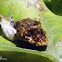 Heraclides butterfly larva
