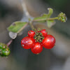 Honeysuckle