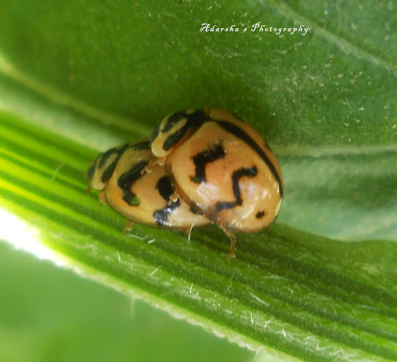 Indian Wave Striped Ladybug Project Noah