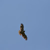 Gavilán Colicorto -  Short-tailed Hawk